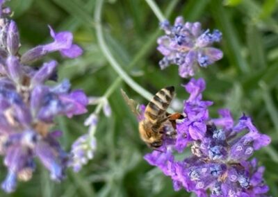 DIE BIENEN SIND DA!