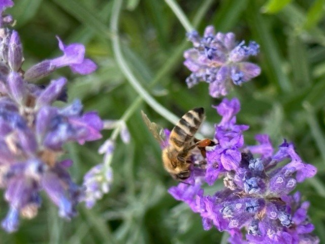 DIE BIENEN SIND DA!