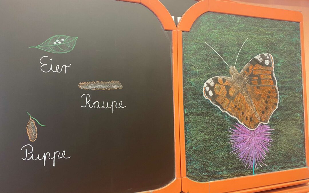SCHMETTERLINGE IM KLASSENZIMMER